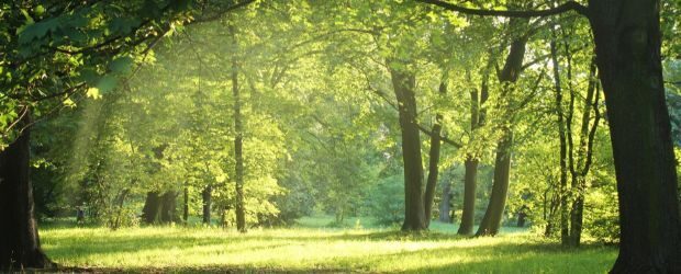 Value of the Local Environment For Health and Wellbeing - Planning Implications