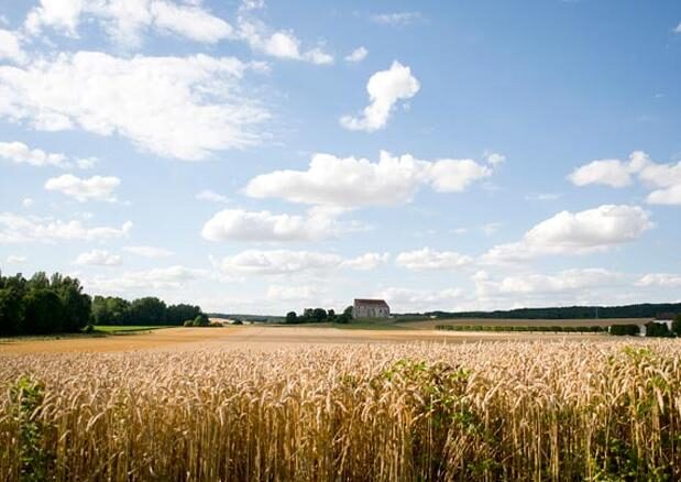 Farmers on struggle to get hemp crops recognised to help solve Ireland’s energy crisis