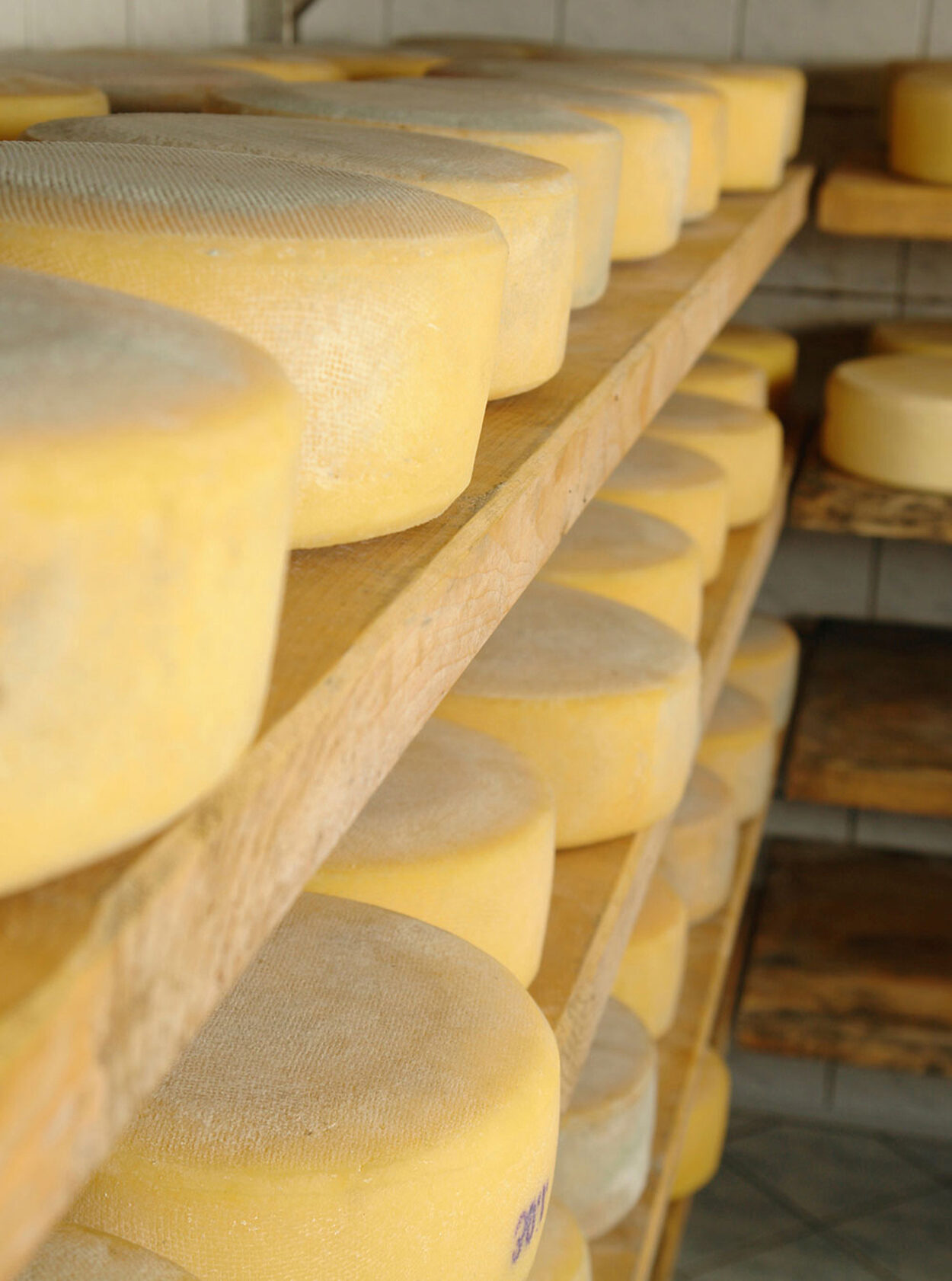 Nutrilac® FastRipe Opens Door to Huge Savings for Cheese Producers